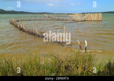 Traditionelle Tsonga Fischfallen im Kosi Bay Mündung, Tongaland gebaut, Südafrika Stockfoto