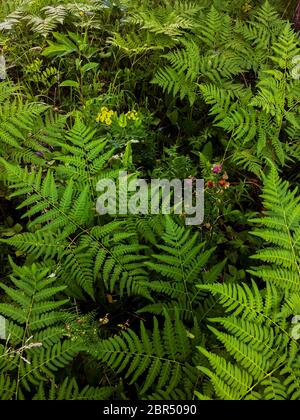 Schöne grüne Straußenfarn Blätter Laub und verschiedene Blätter auf schwarzem Hintergrund mit hellem Licht in tropischen Wald, Blatt Muster Hintergrund Stockfoto