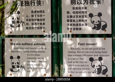 Peking / China - 10. April 2016: Besucherinformationen über das Verhalten des Großen Pandas in englischer Sprache und vereinfachtem chinesischen Text, Beijing Zoo Panda House in Be Stockfoto