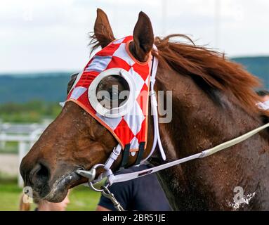 Porträt eines schönen reinrassigen Lorbeer. Stockfoto