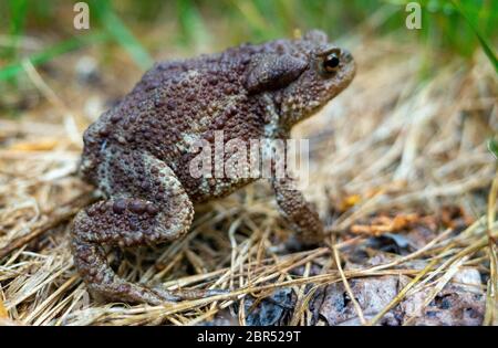 Gewöhnliche oder graue Kröte (Bufo bufo) auf einer getrockneten Grasmatte in einem Sommerwald. Stockfoto