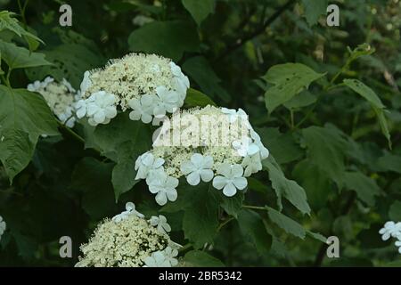 Trauben von weißen Blüten, Detail für einen schwarzen Haw Strauch, selektiver Fokus - Viburnum punlifolium Stockfoto