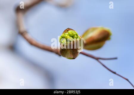 Blühende Knospen aus Ahorn auf blauem Himmel Hintergrund. Natur leben. Stockfoto