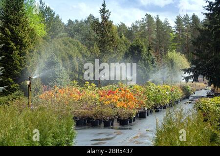 Sprinklersystem arbeiten an einer Gärtnerei Plantage. Bewässerung Stockfoto