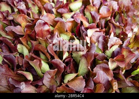 Full Frame treibt von Red oak leaf lettucein Detail Stockfoto