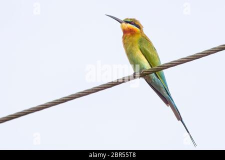 Blauschwanzbienenfresser (Merops philippinus), auf einem Draht, in der Nähe von Matara, im Süden Sri Lankas. Stockfoto