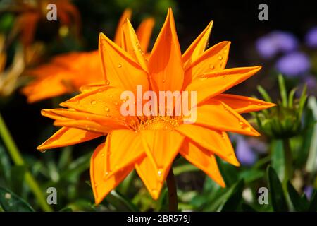 Blume des Gazania rigens mit Wassertropfen auf Blüten. Close-up. Stockfoto