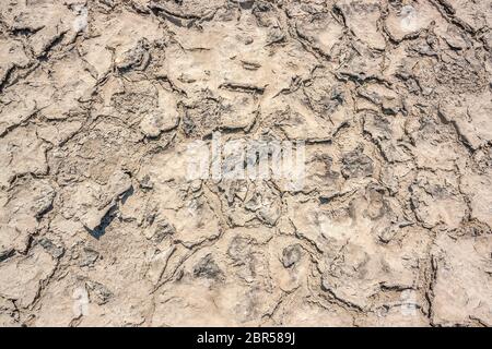 Hohen Winkel riparian closeup in einer Salzlake Lagune in der Camargue, eine Region im Süden Frankreichs Stockfoto