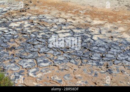 Hohen Winkel riparian closeup in einer Salzlake Lagune in der Camargue, eine Region im Süden Frankreichs Stockfoto