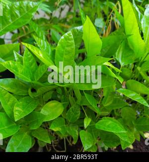 Blätter der Passionsfrucht im Garten und im Naturhintergrund. Stockfoto