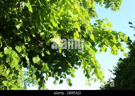 Hängende Blätter des Baumes in der Sonne an einem klaren Tag in Manchester, England Stockfoto