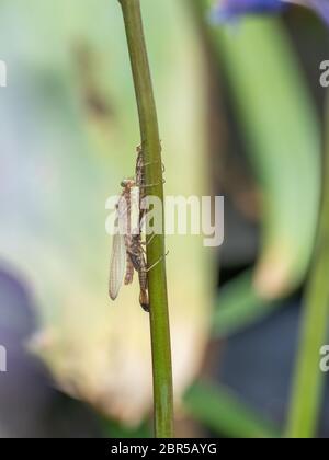 Große rote Damselfly neu auf einer Bluebell entstanden Stockfoto