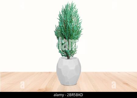 Juniperus Chinensis Vase isoliert auf weißem Hintergrund. Stockfoto