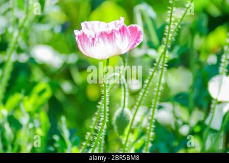 Mohn Blüte Latin Papaver rhoeas mit dem Licht hinter Stockfoto