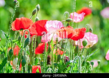 Mohn Blüte Latin Papaver rhoeas mit dem Licht hinter Stockfoto