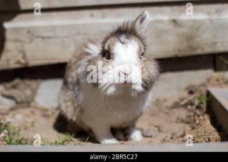 Neu geboren Kaninchen oder niedlichen Hasen auf Sand in einem Garten, niedlichen Haustier flauschig Stockfoto