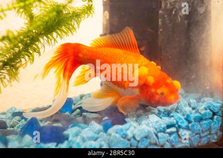 Kranke Goldfisch mit Hummeln auf seiner Skala, Fisch Schüssel Haustier Stockfoto