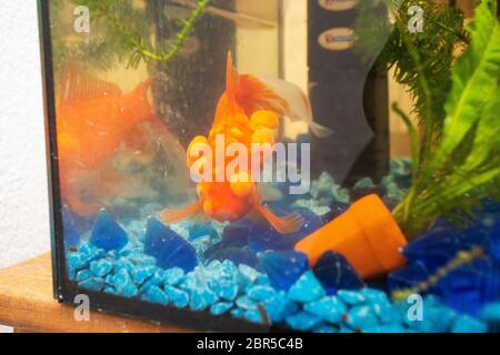 Kranke Goldfisch mit Hummeln auf seiner Skala, Fisch Schüssel Haustier Stockfoto