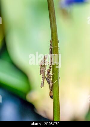 Große rote Damselfly neu auf einer Bluebell entstanden Stockfoto