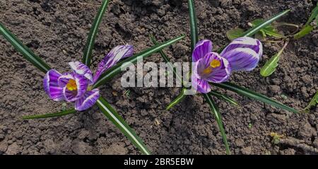 Foto von zwei violette Krokusse, Ansicht von oben, flach dof Stockfoto