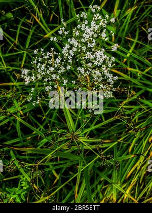 Weißes Gras Blume und grüner Hintergrund. Kleine weiße Blumen in einem Feld schönen Hintergrund. Weiße Wildblumen in Gras Feld grün verschwommen backgroun Stockfoto