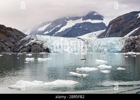 Der Überraschungsgletscher mit der mittleren Moräne und dem in Harriman Fjord in der Nähe von Whittier, Alaska schwimmenden Braseis. Surprise Glacier ist der aktivste kalbende Tauch-Gletscher im Prince William Sound. Stockfoto