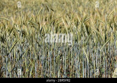 Bereich der Unreife Getreide in der Provence. Frankreich Stockfoto