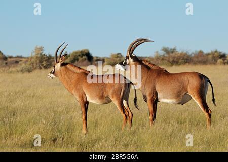 Ein paar seltene roan Antilopen (Hippotragus Equinus) im natürlichen Lebensraum, Südafrika Stockfoto