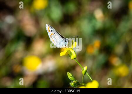 Schmetterling auf einer Blume Stockfoto