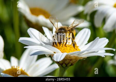 Makro einer Biene bei der Arbeit in der Bestäubungszeit Stockfoto