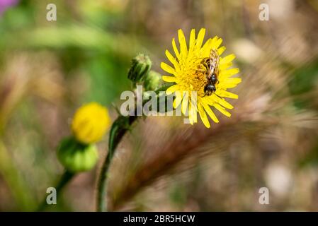 VESPA AUF BLUME, WÄHREND SIE GENÄHRT WIRD Stockfoto