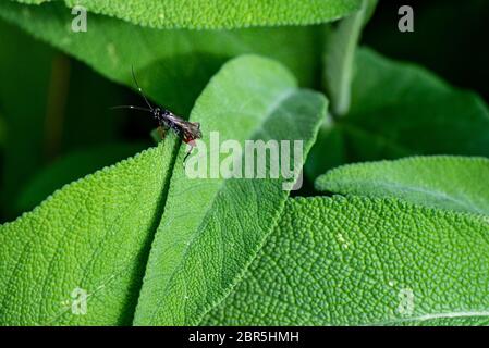 ICHNEUMONIDAE AUF DER KARTE VON SALBEI Stockfoto