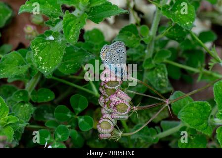 PLEBEJUS IDAS AUF VEGETATION ODER BLUME Stockfoto