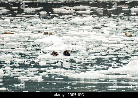 Seeotter und Seehunde ruhen auf Eisschollen, die vom Barry Glacier, einem Leckerbissen in Barry Arm, Harriman Fjord, Prince William Sound in der Nähe von Whittier, Alaska, abgehöhlen wurden. Stockfoto