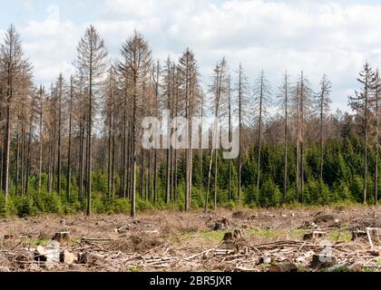 Dürre, Windbruch und Rindenkäfer-Befall haben im Teutoburger Wald zu einem ausgedehnten Tod von Kiefernwäldern geführt. Stockfoto