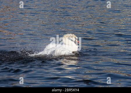 Wütender Schwan, der auf dem Wasser schwimmt Stockfoto