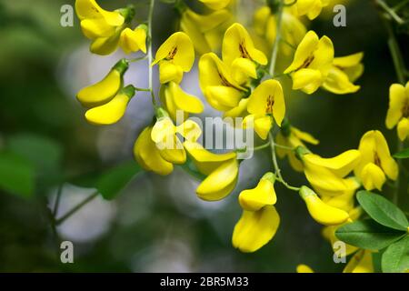 Gelbe Robinia-Blüten, geeignet für pharmakologische oder kulinarische Zwecke. Stockfoto