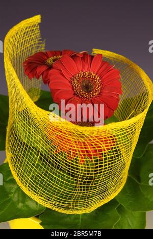 Makro von gewalzten Blume in einer farbigen Net mit sichtbaren Fasern, die in einem Raster Form gewickelt gewickelt, in Italien Garten. Stockfoto