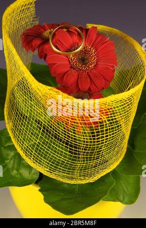 Makro von gewalzten Blume in einer farbigen Net mit sichtbaren Fasern, die in einem Raster Form gewickelt gewickelt, in Italien Garten mit gold-ring Stockfoto