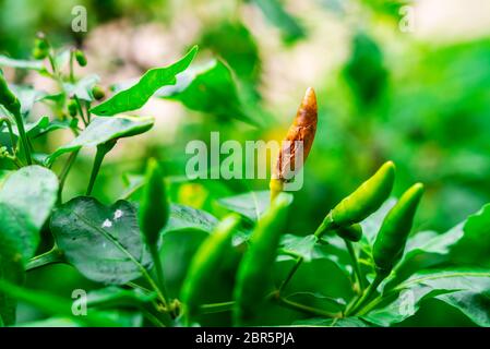 Nicht nachhaltig und ändern Konzept, Pfeffer auf dem Baum, der langsam abstirbt verschwommen Hintergrund Stockfoto