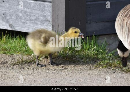 Baby Canada Goose im Presque Isle State Park Stockfoto