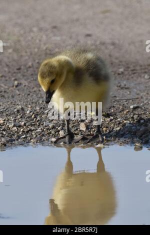 Baby Canada Goose schaut auf seine Spiegelung im Presque Isle State Park Stockfoto