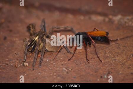 Spinnen fressende Wespe, Pompiliidae Sp. Mit ihr ist Rain Spider ( Palystes superciliosus) Beute 7 Stockfoto