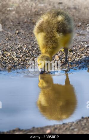 Baby Canada Goose bei einem Drink im Presque Isle State Park Stockfoto