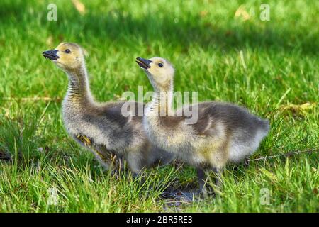 Baby Canada Gänse im Presque Isle State Park Stockfoto