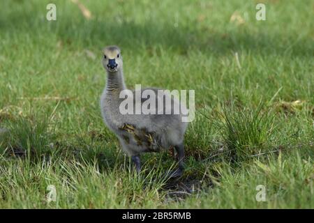 Baby Canada Goose im Presque Isle State Park Stockfoto