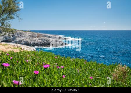 Kleine rosa Carpobrotus sp. flowres wachsen auf dem felsigen Ufer in Porto Limnionas, Zakynthos Zakynthos Insel, Griechenland Stockfoto