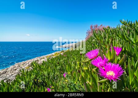 Kleine rosa Carpobrotus sp. flowres wachsen auf dem felsigen Ufer in Porto Limnionas, Zakynthos Zakynthos Insel, Griechenland Stockfoto