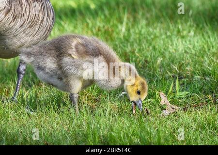 Baby Canada Goose Essen im Presque Isle State Park Stockfoto