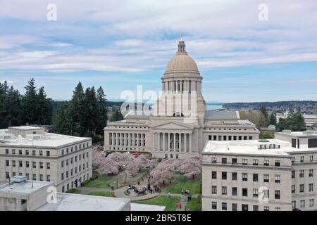 Antenne Perspektive über Frühling Kirschblüten im Staat Washington Capital Building in Olympia Stockfoto